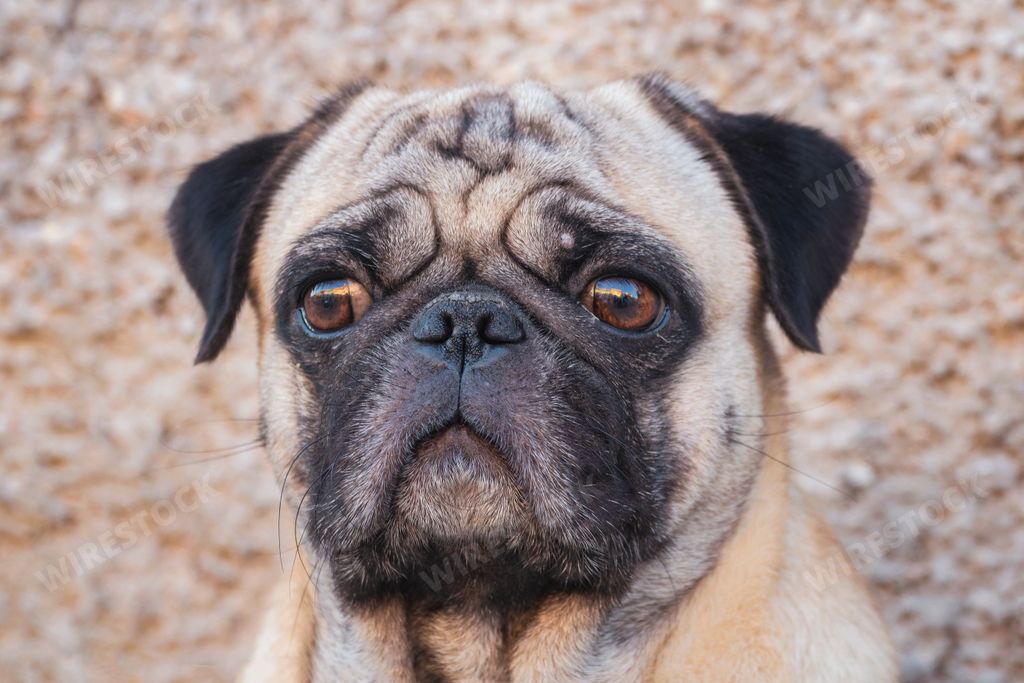 A portrait of a single white and black Pug dog breed in outside.