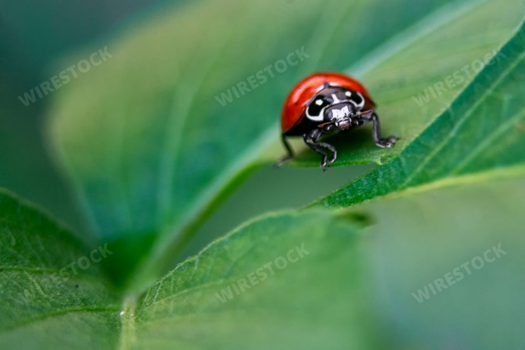 A closeup macro shot of a cute red ladybug sitting on a leaf