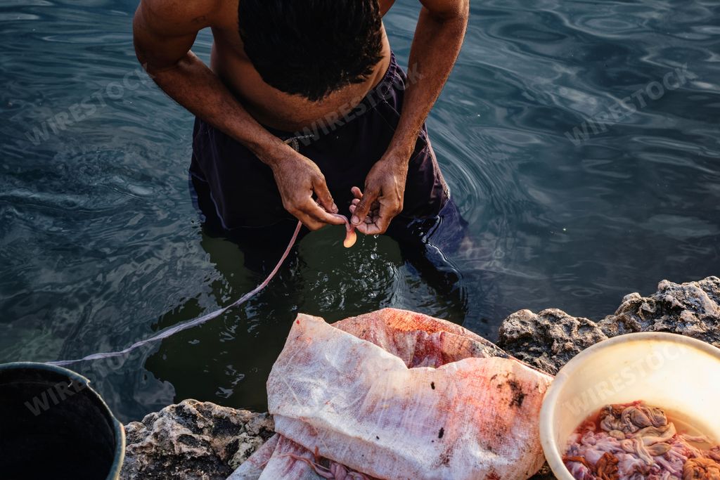 A man is cutting and cleaning the inner organs of a pig, which will be used to make chorizo sausage