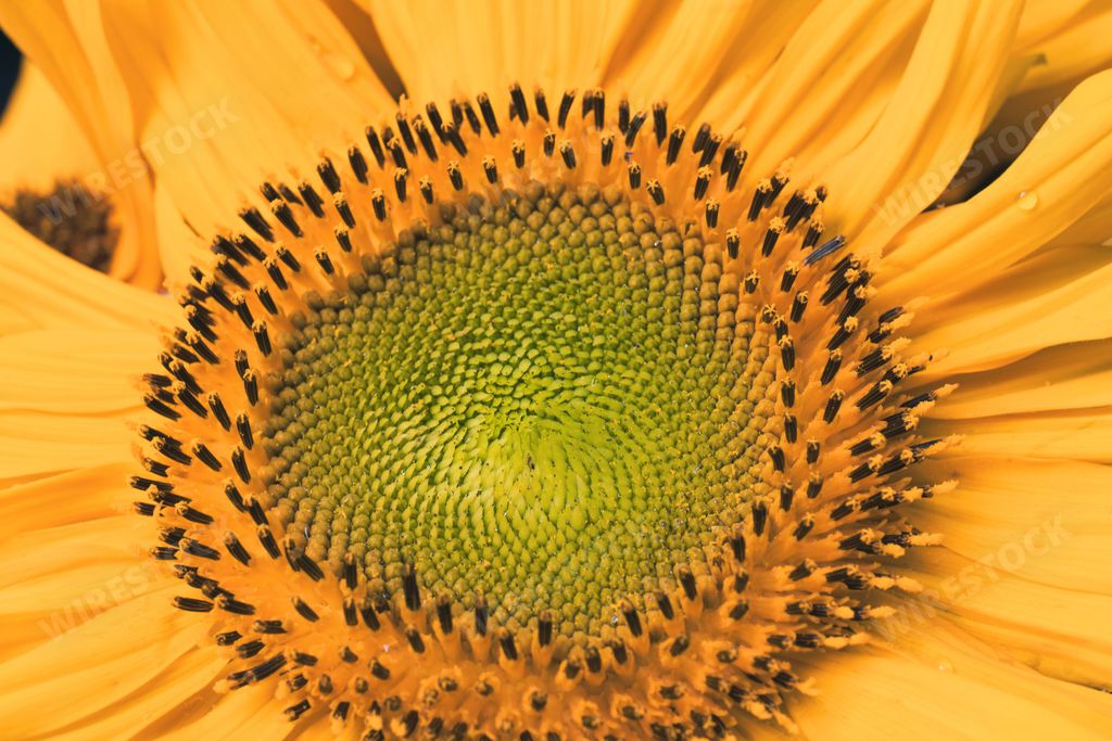 A yellow sunflower in full bloom, with its bright petals radiating from its vibrant center.