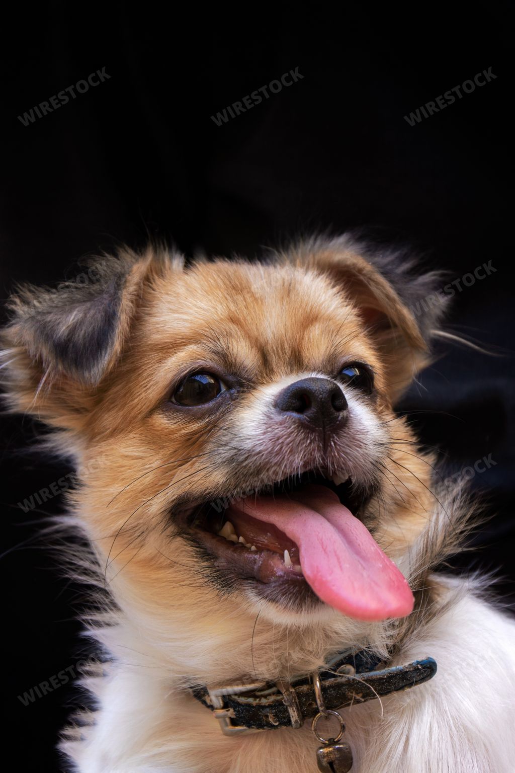 A vertical shot of a Chihuahua sticking its tongue out