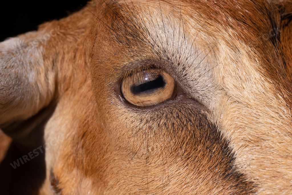 A closeup shot of a goat's eye