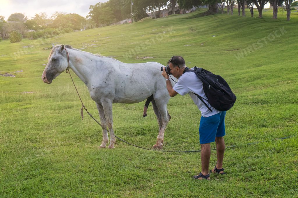 A photographer taking a photo of a white hourse in the green field.