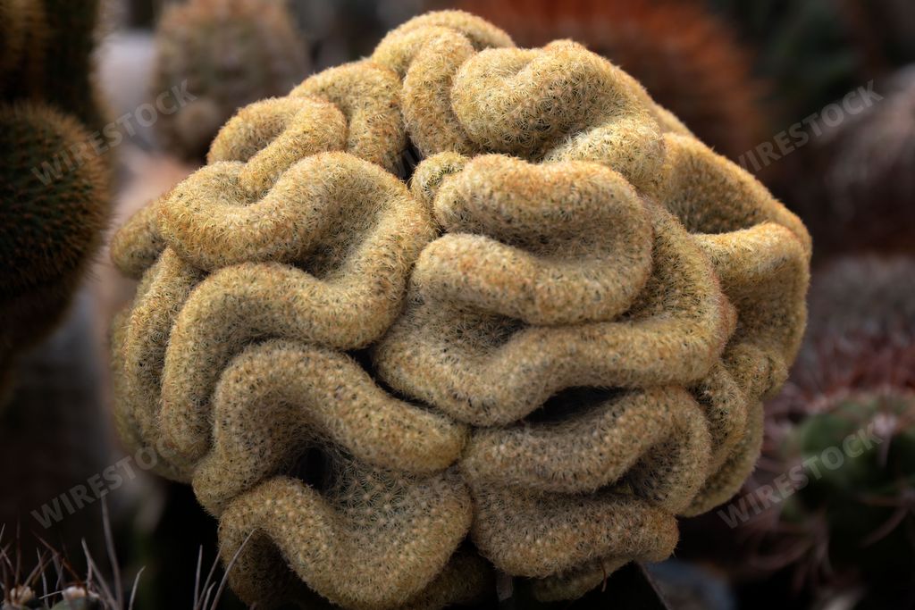 A closeup shot of Brain Cactus, Mammillaria Cristata.