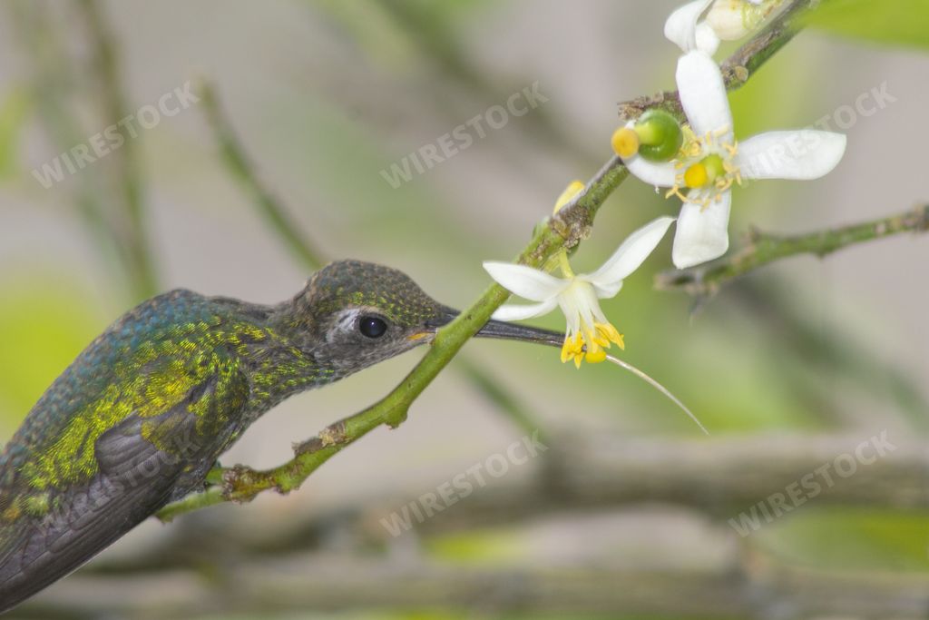 A green bee hummingbird standing on twig, picking at flowers and trying to drink nectar