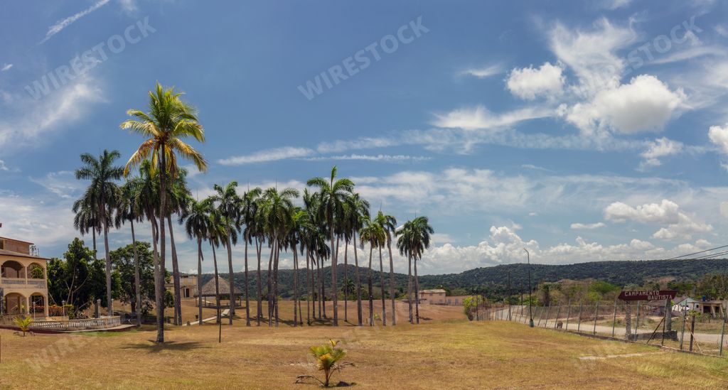 A scenic view of tall palm trees in Evangelical Seminary in the Yumuri Valley in Matanzas, Cuba