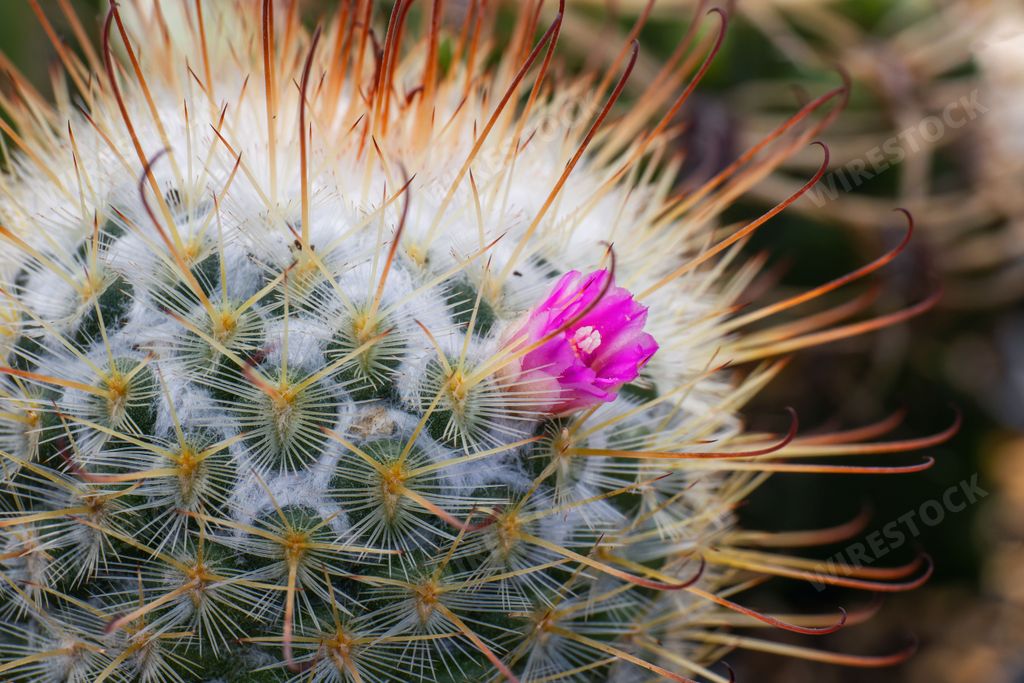 A closeup shot of details on a growing spiky cactus plant