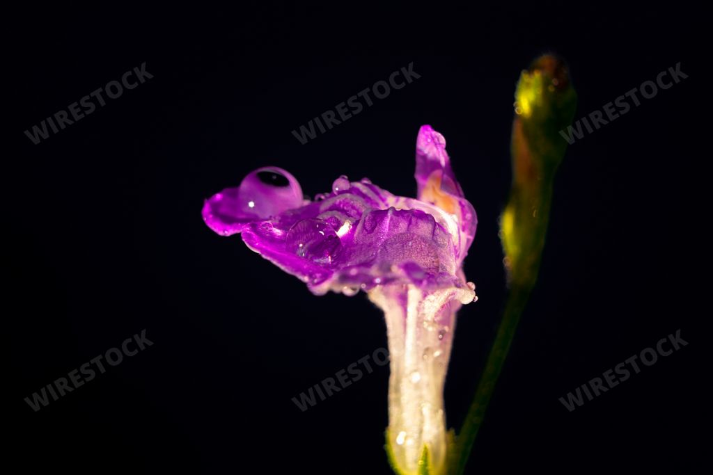 Purple linden flower on black background