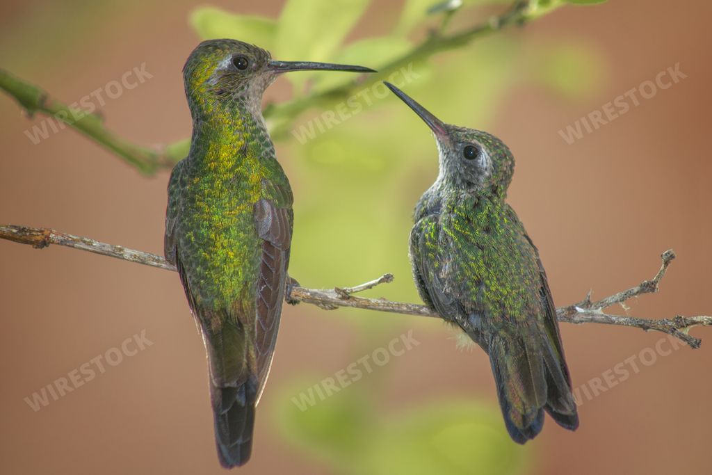 Two hummingbird perched on tree branch