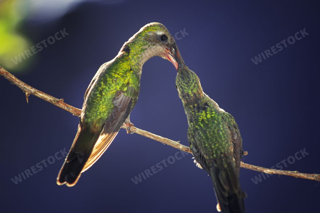 A pair of green bee hummingbirds standing on a tiny branch and feeding each other