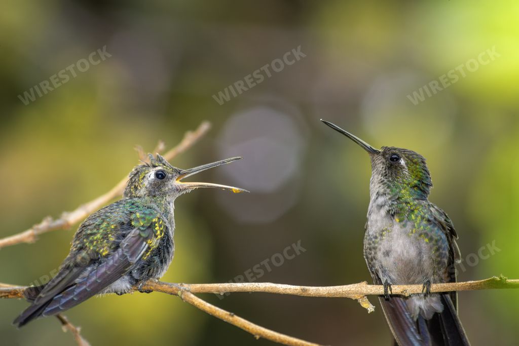 A cute baby hummingbird on a branch in sunny woods, waiting with open mouth for mother to feed it