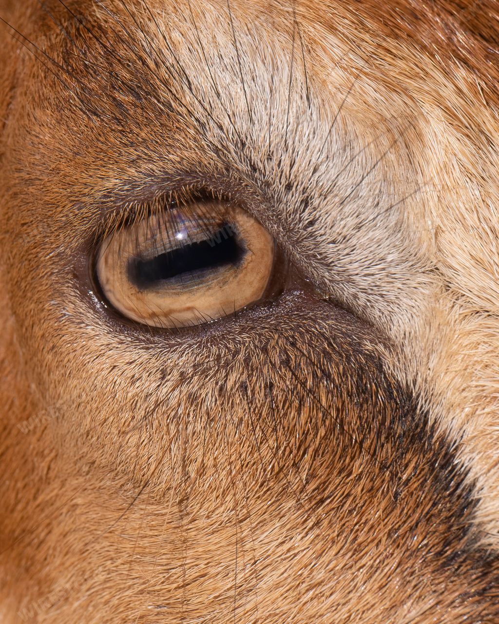 A closeup shot of a goat's eye
