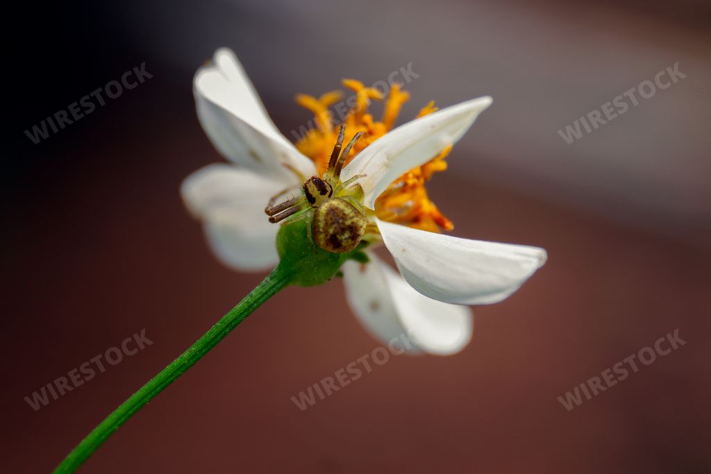 A macro closeup shot of a green crab spider on a white flower