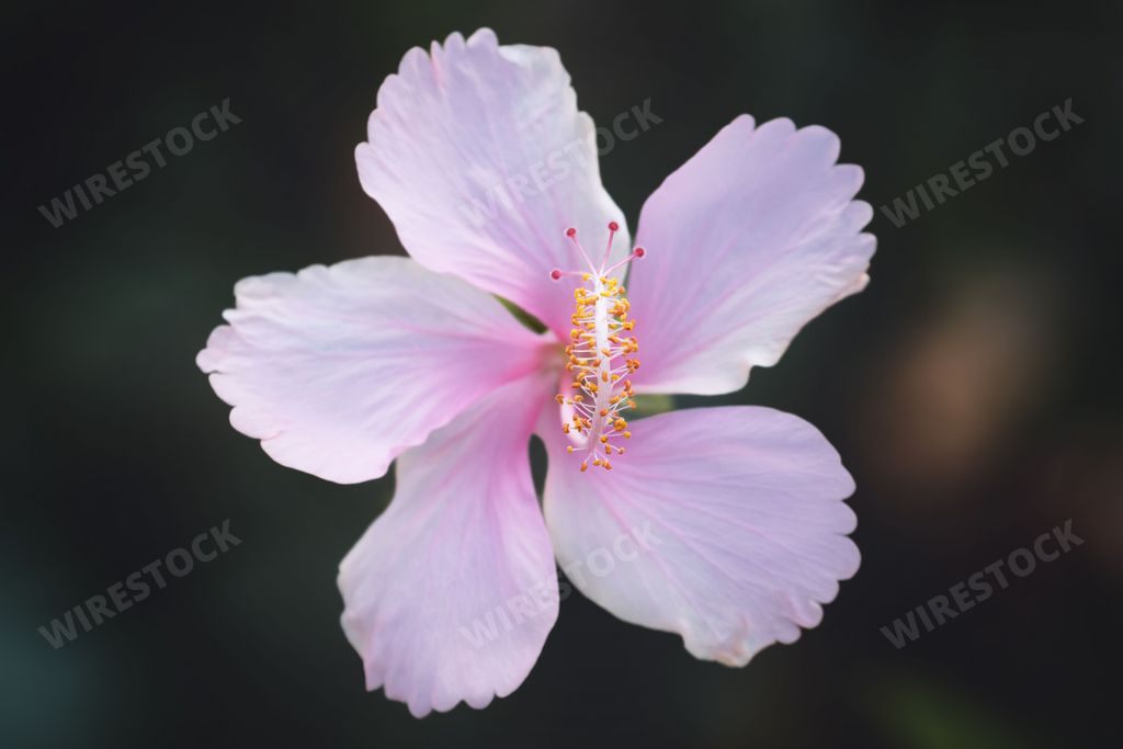 A closeup of pink Hibiscus rosa-sinensis on a shrub
