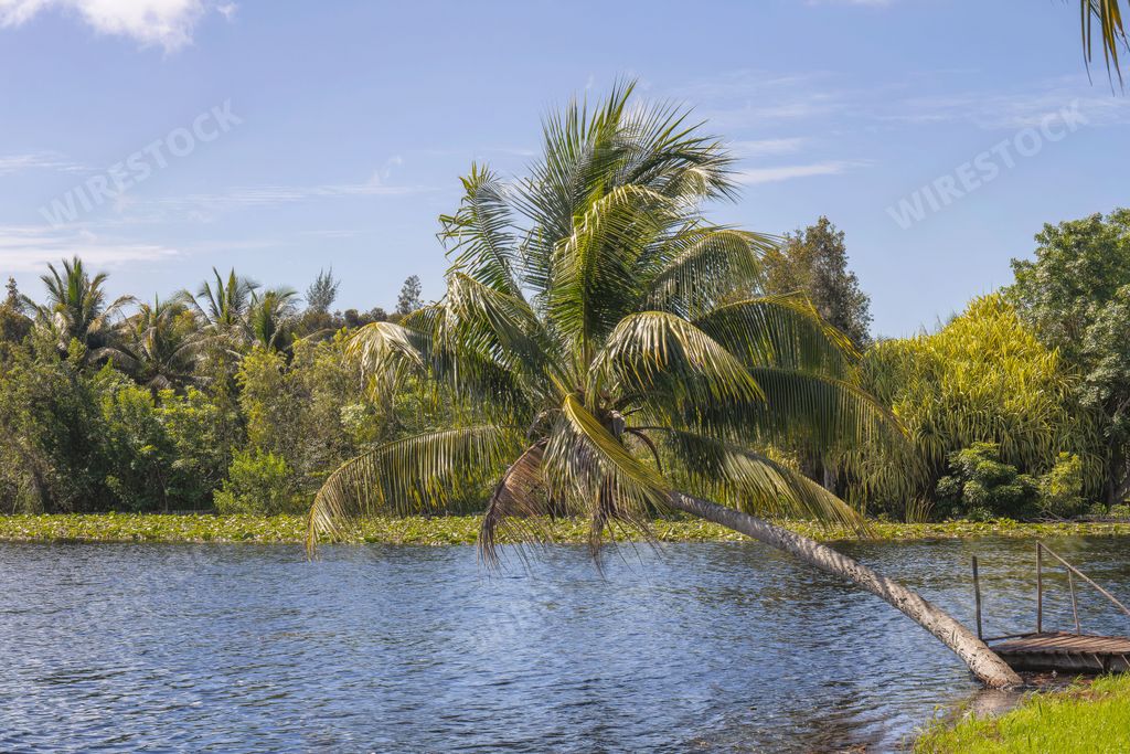 A palm tree bend over the Zapata swamp in Cuba