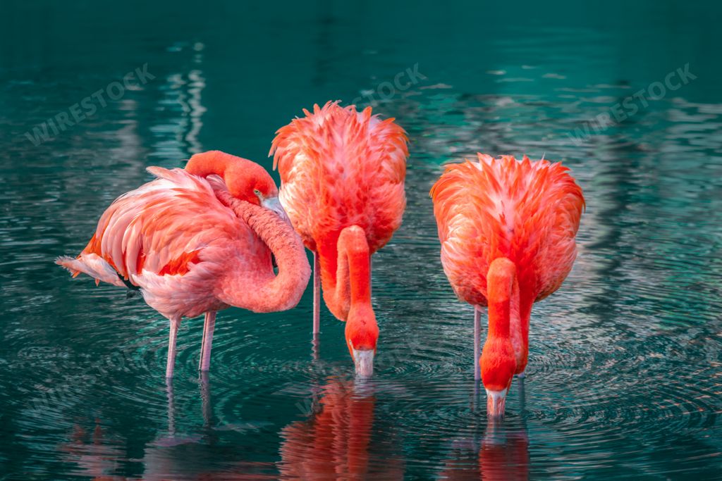 Three pink flamingos in water