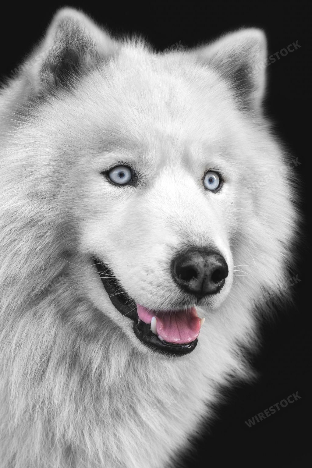 A cheerful white Husky dog looking straight ahead, its bright eyes and happy expression showing its joy