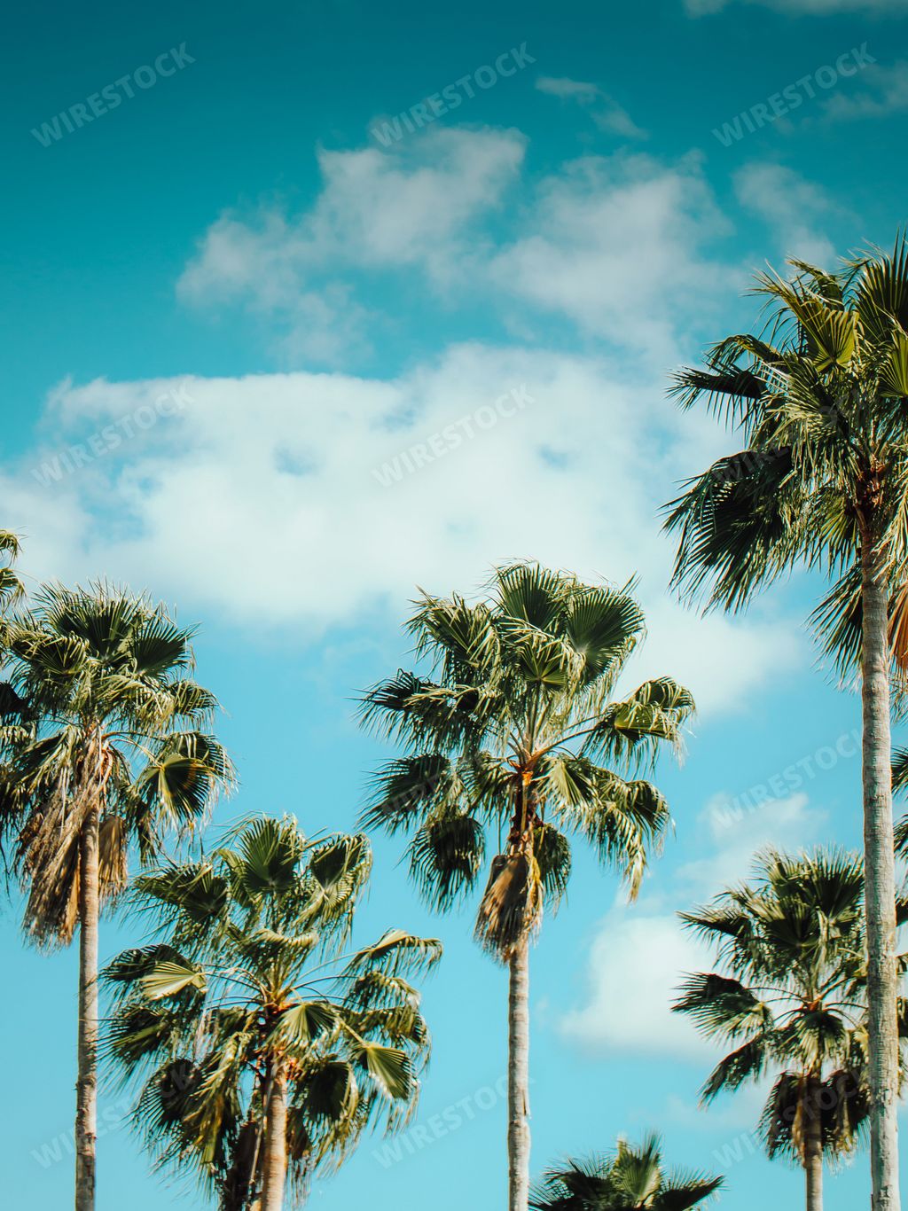 A vertical closeup shot of palm trees against a blue cloudy sky