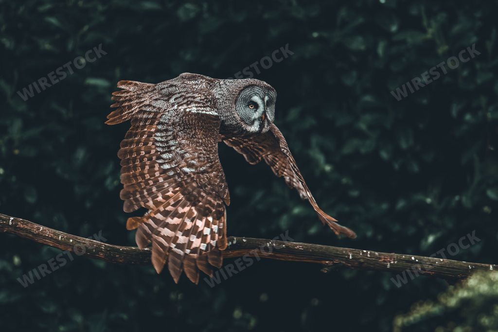 A Eurasian eagle-owl flying with trees in the background