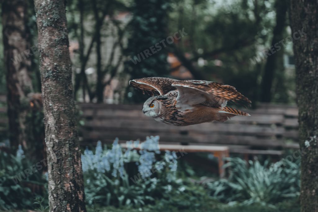 A Eurasian eagle-owl flying with trees in the background