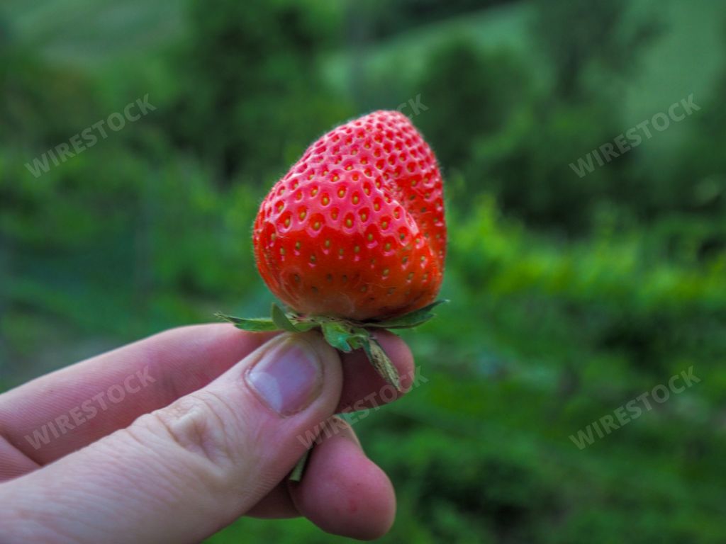 A closeup shot of a left hand holding a single red ripe strawberry on a green field background