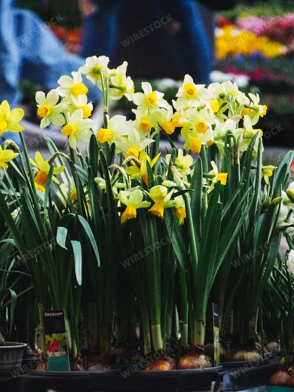 A vertical closeup shot of the wild daffodil flowers at the street market in Cremona, Italy