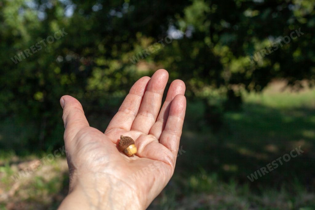 An oak acorn on a male hand palm
