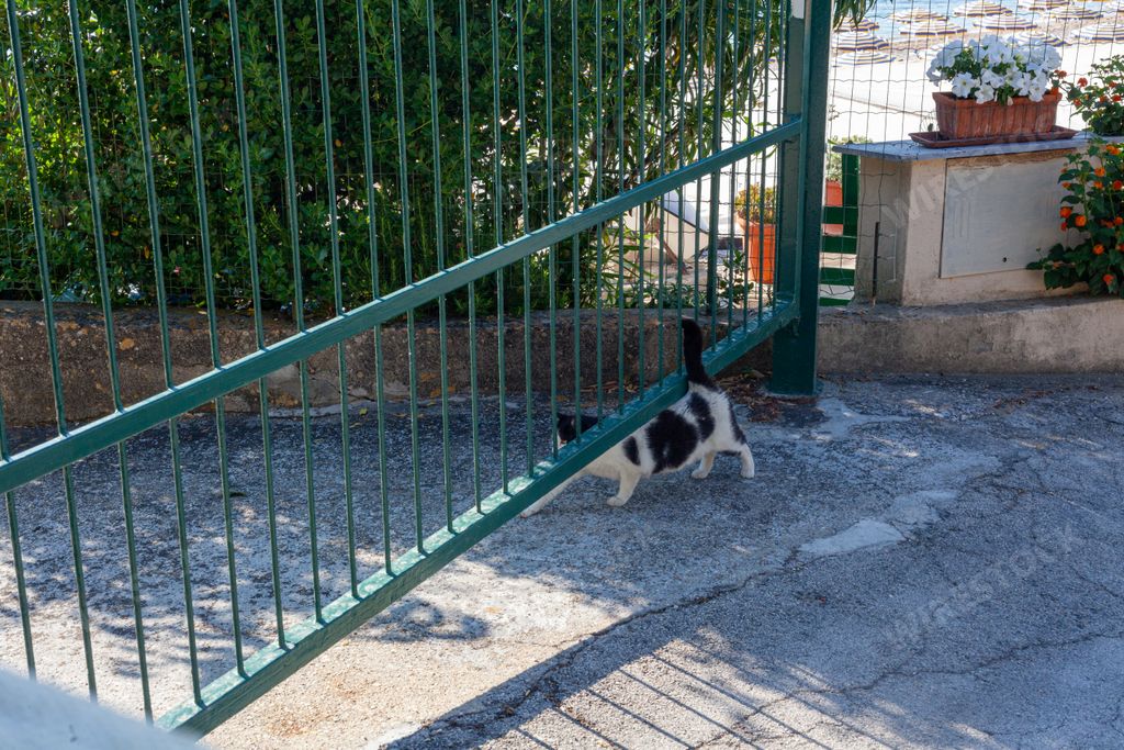 A cat passing under the railing gate near the beach in Numana