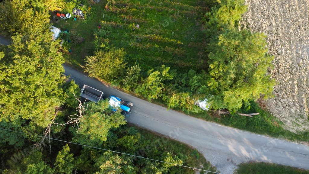 Grape harvesting in Arda Valley, Piacenza, Italy