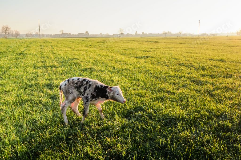 A cute newborn holstein calf on a meadow