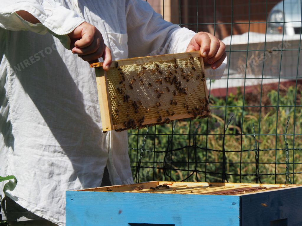 A Caucasian master beekeeper pulling out a frame with honey and bees from the beehive in the colony