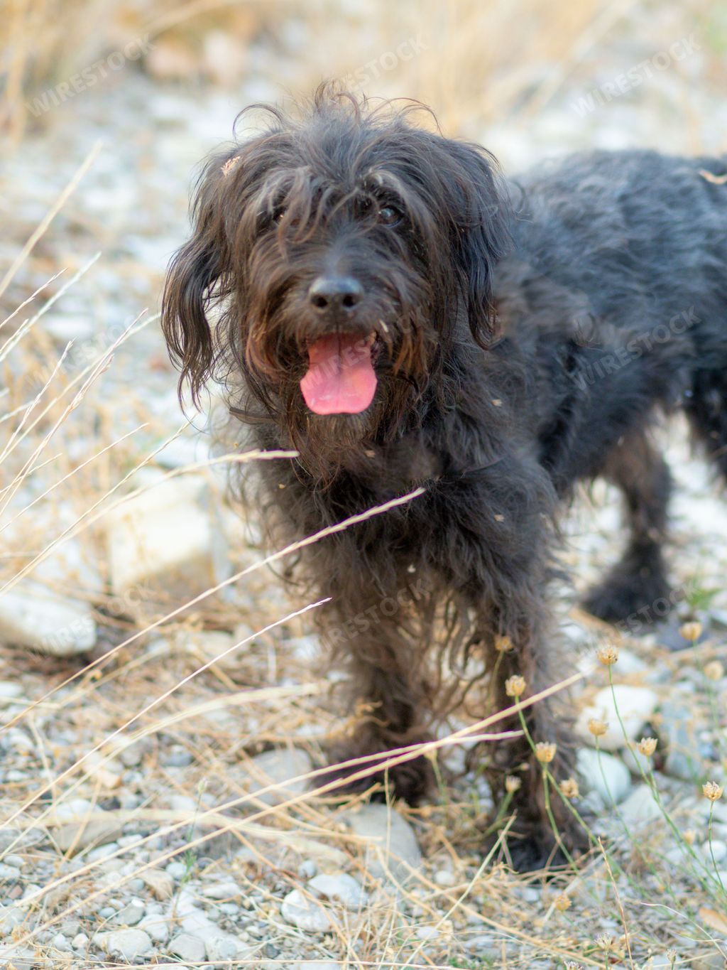 Cute terrier dog suffering from heat wave in europe