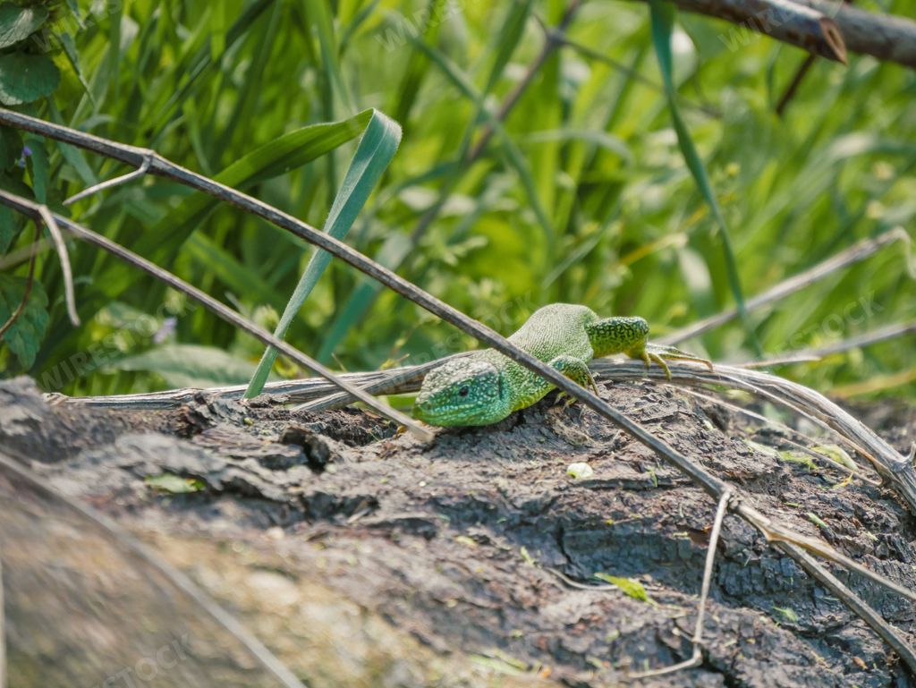 Green lizards in the wlld sun bathing on a rock in the hills in Val D'Arda, Emilia Romagna, Italy