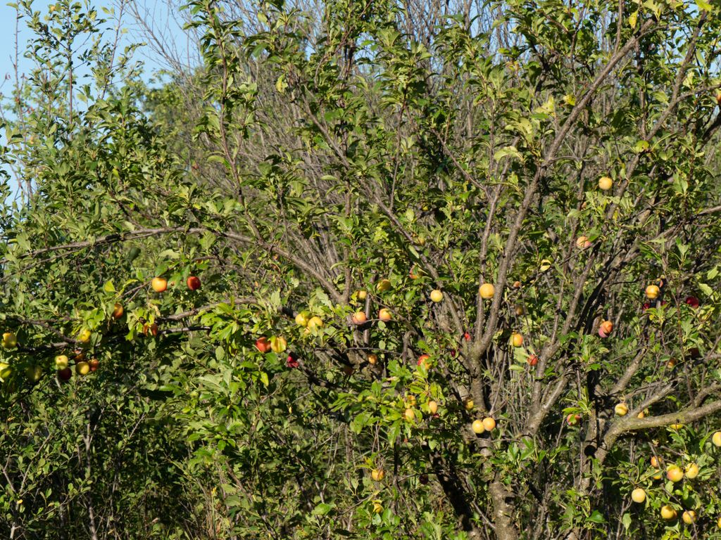 A closeup of an Antonovka tree with apples and sunlight on