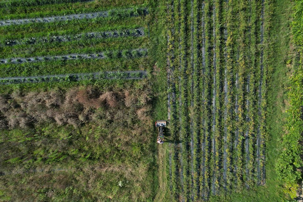 An aerial view of a farmer working in a green field with various crops planted in neat rows