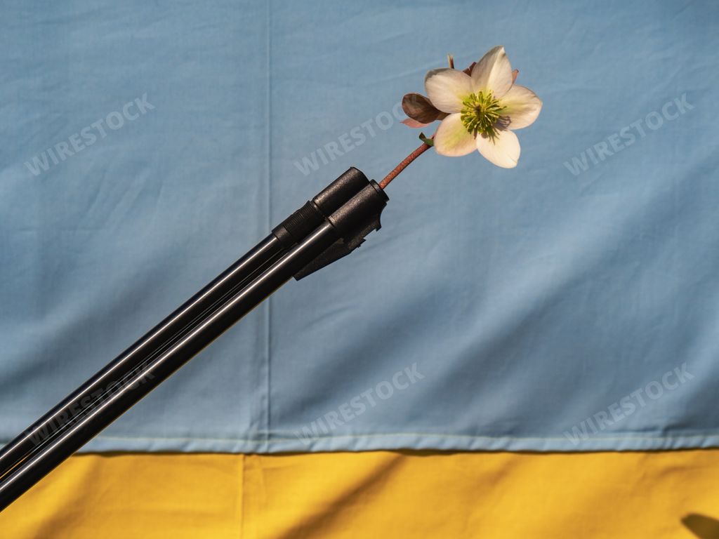 A blossoming white flower put in the barrel of a riffle on Ukrainian flag background as a sign of piece