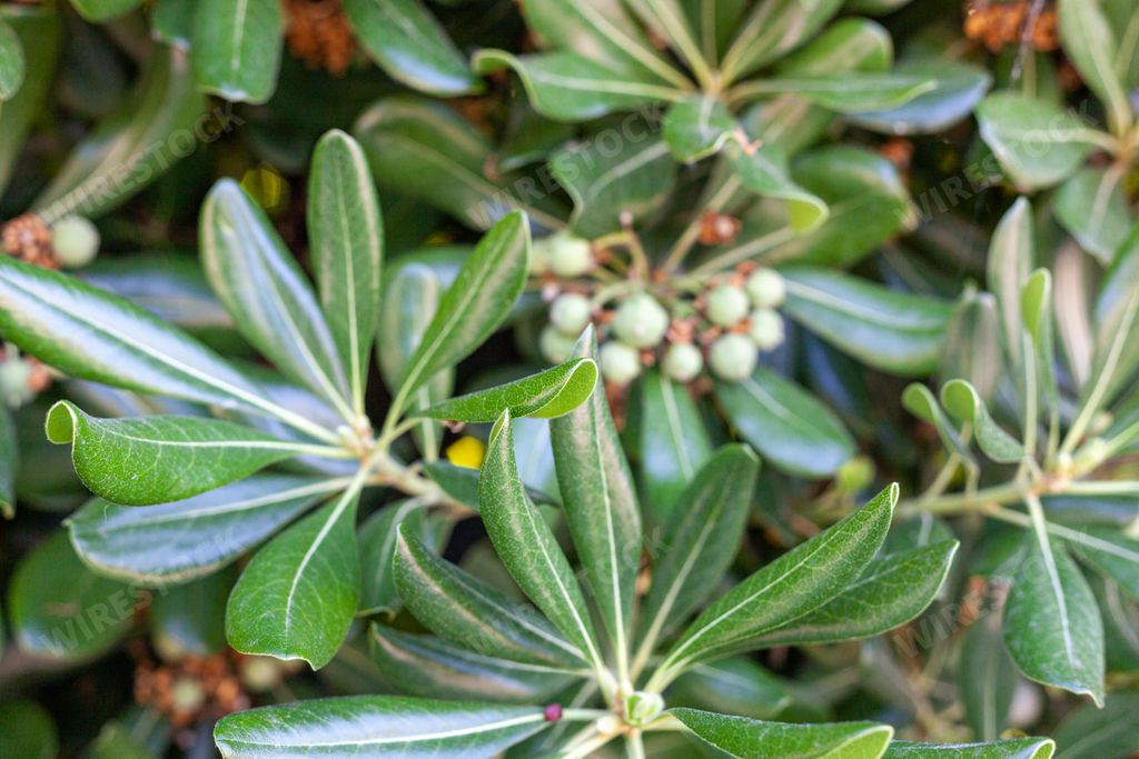 A selective closeup of Pittosporum Tobira bush with small buds