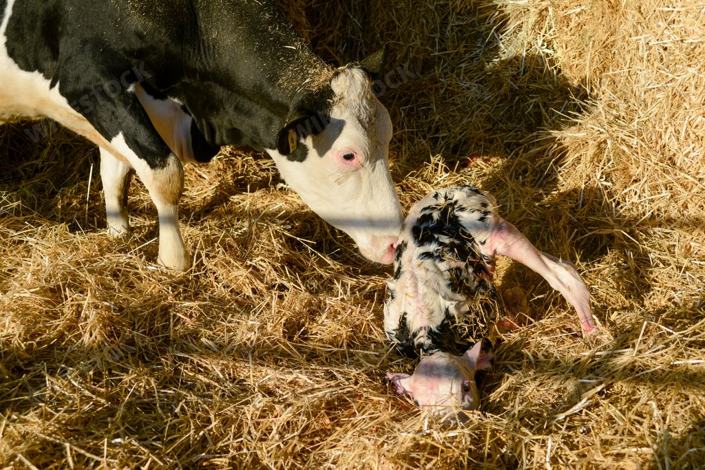 A portrait of Holstein cow with her newborn calf lying on a straw