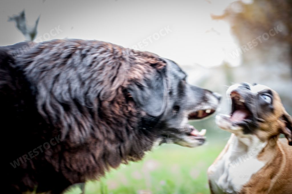 A closeup shot of two dogs barking at each other