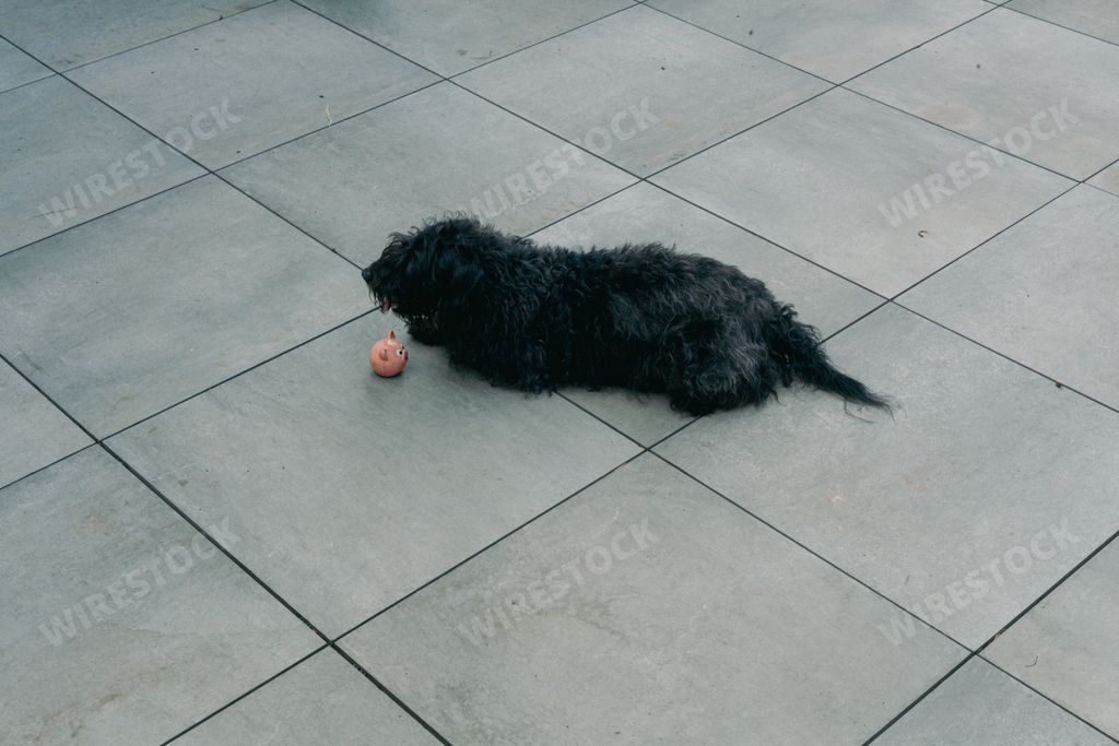 A top view of a black, furry dog laying on the tiled ground