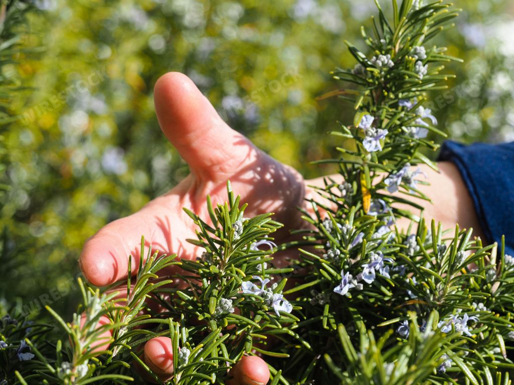 A closeup shot of a hand holding a branch of rosemary blue flowers on a blurred background