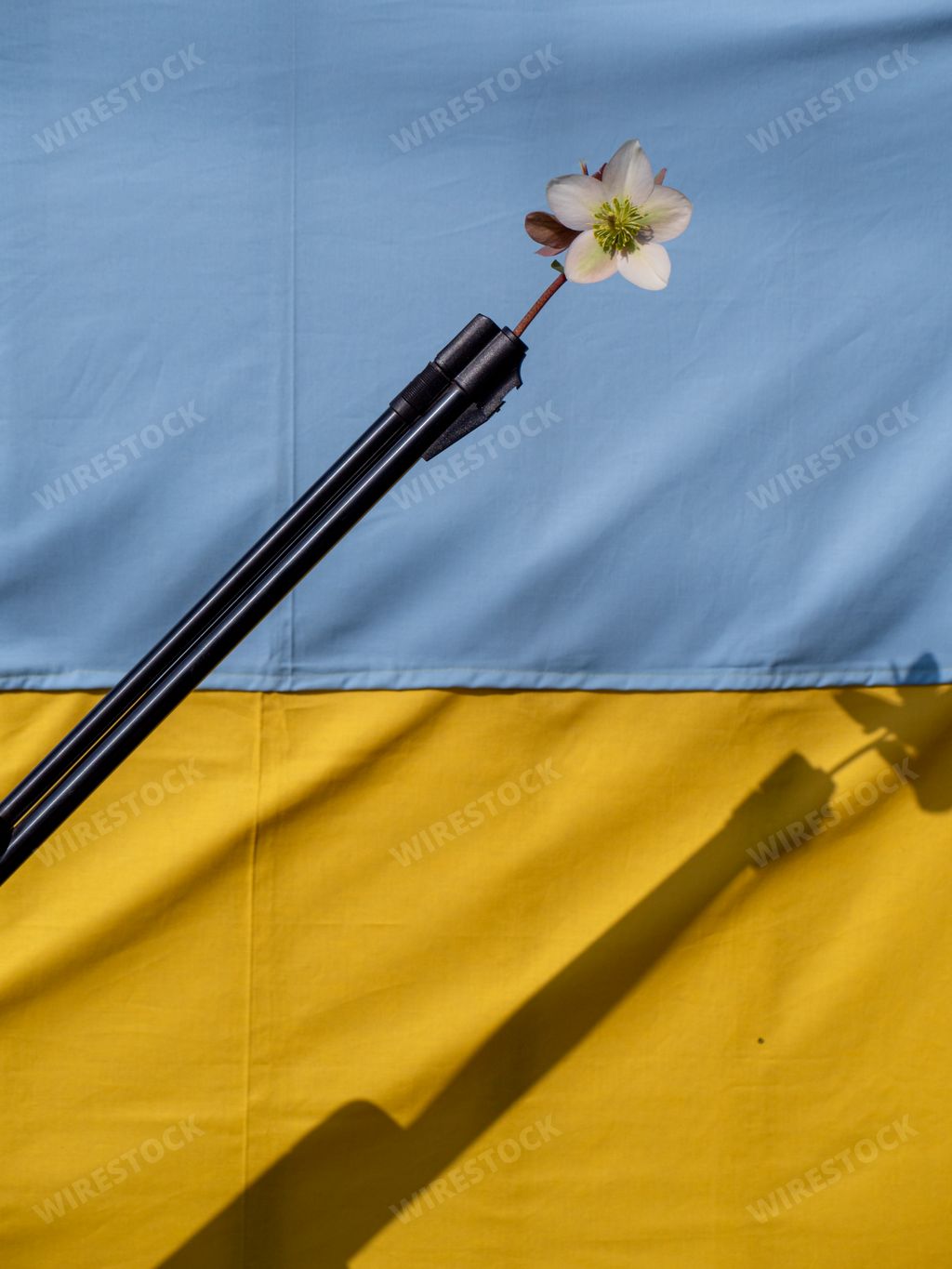 A blossoming white flower put in the barrel of a riffle on Ukrainian flag background as a sign of piece