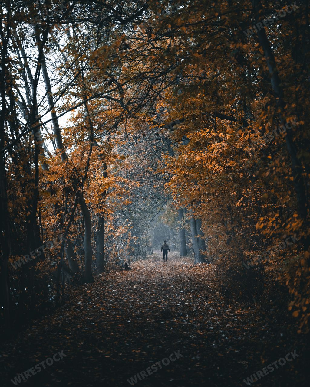 A vertical shot of a man standing on the road in the forest with high trees