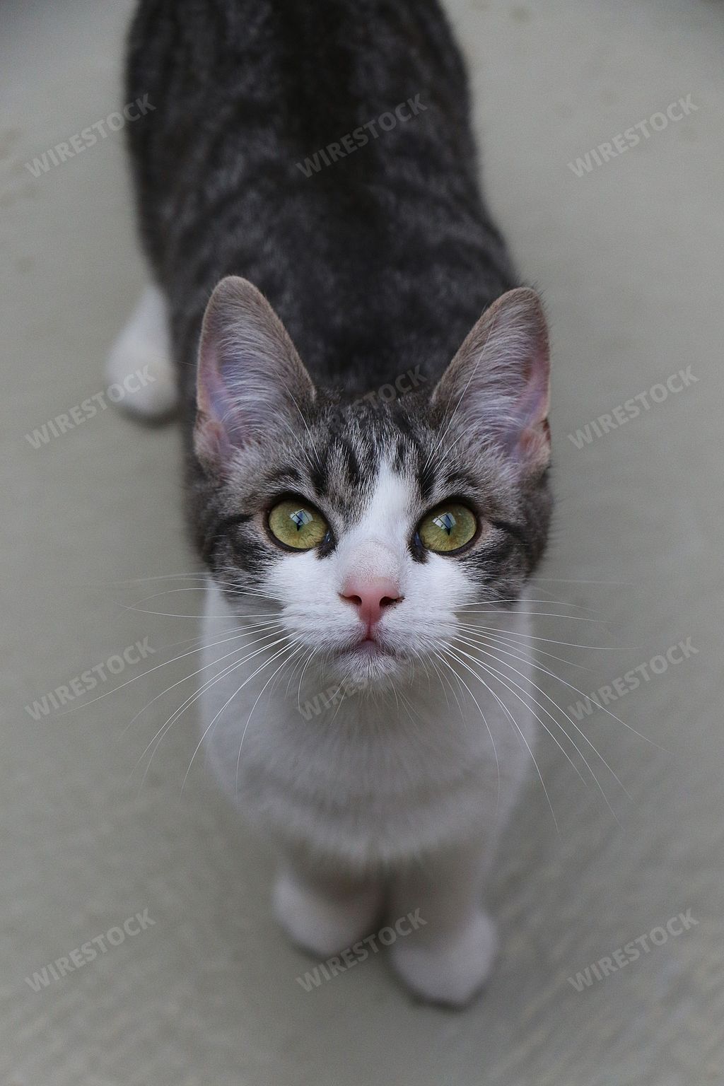 A vertical high angle closeup shot of a black and white cat looking up from the floor