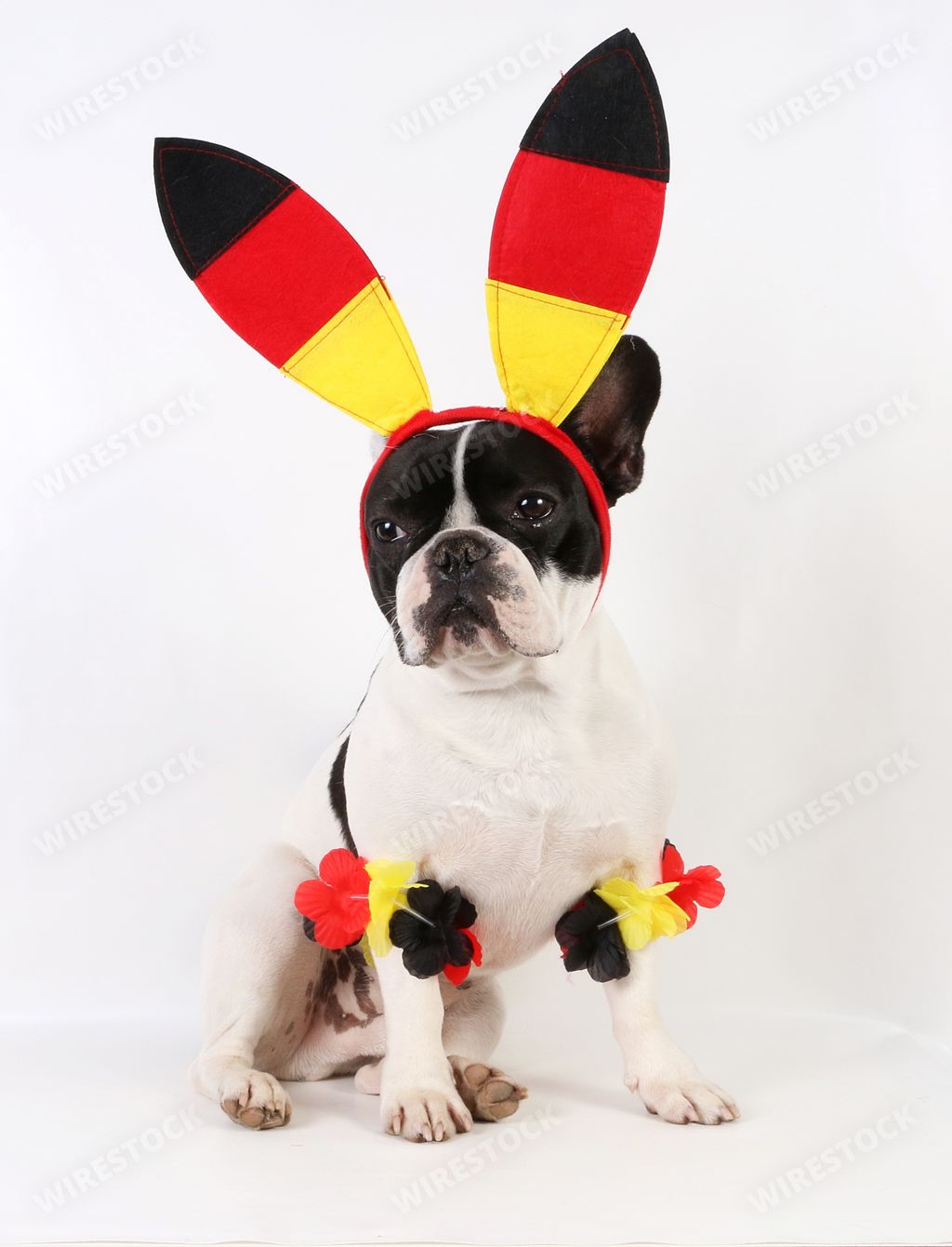 A vertical shot of a funny french bulldog wearing a headband with German flag colors