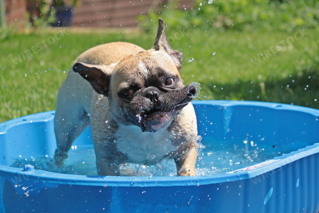 The adorable French bulldog swimming in the pool