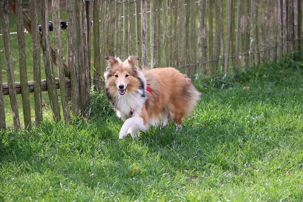 A cute German Spitz Klein dog standing in front of a fence