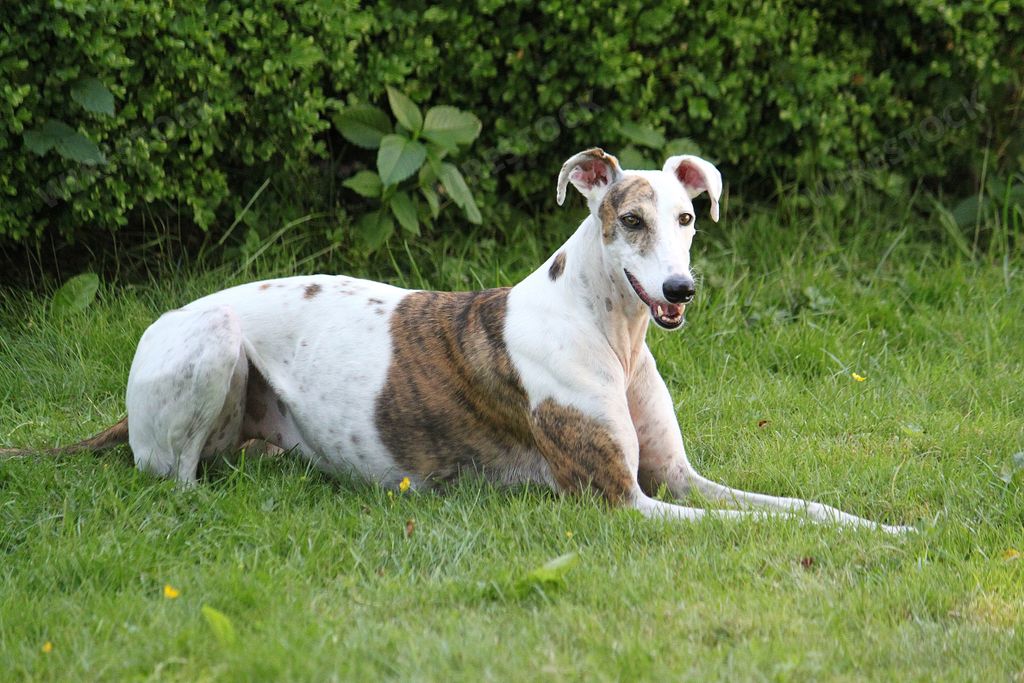 A cute Magyar agar dog lying on the grass