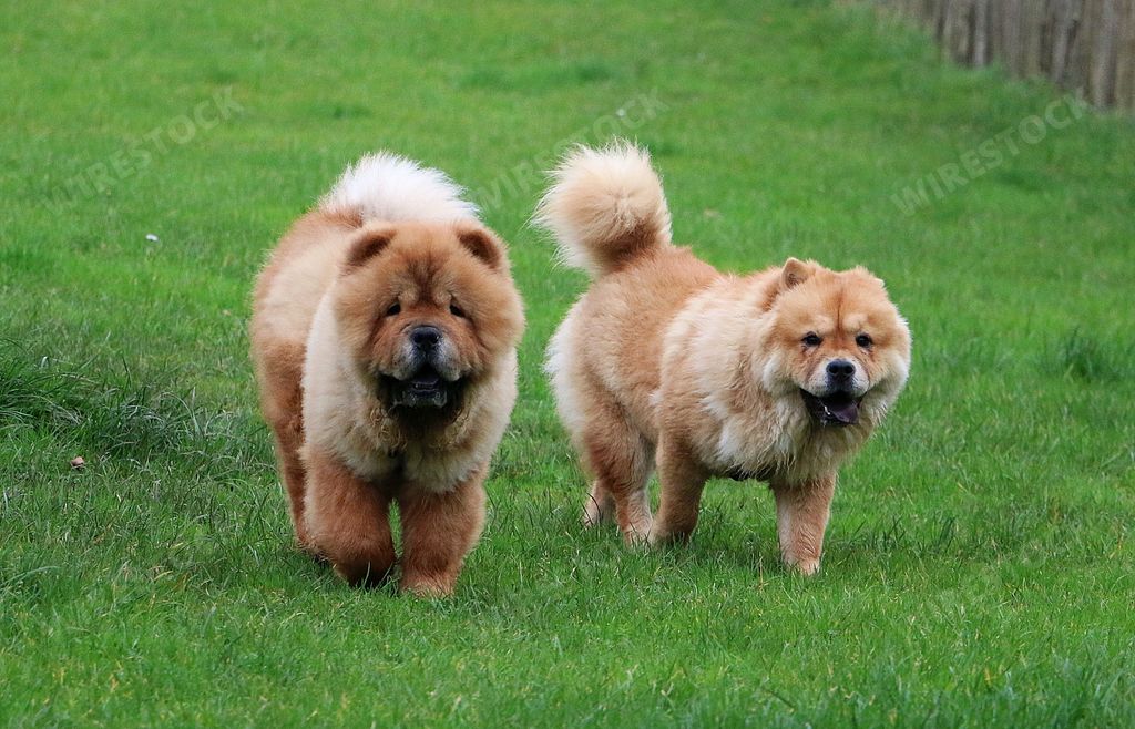 The two cute fluffy brown dogs running on the grass at a park