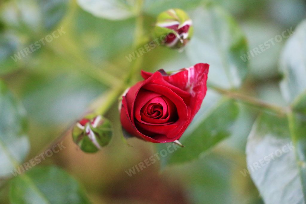 A selective focus shot of beautiful red rose buds in a garden